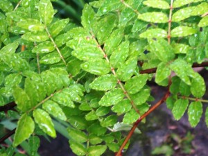 2014-06-05 雨あがり 008