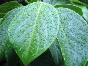 2014-06-05 雨あがり 003