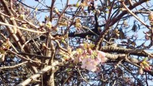 2016-02-19 雨水桜咲く 009