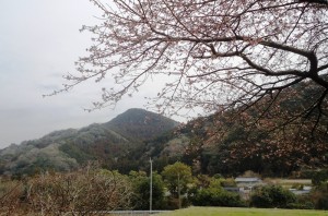 2016-02-19 雨水　桜咲く 004